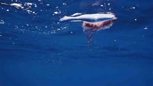 How plastic waste accidentally created new habitats in the sea