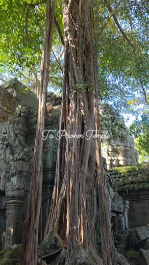 Ta Prohm Temple/Tomb Raider Temple. #angkorwat #Cambodia | Cambodia Golden Tours - Siem Reap Tours and Transport