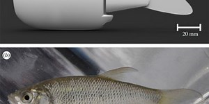 Real Fish Get Schooled By Robots