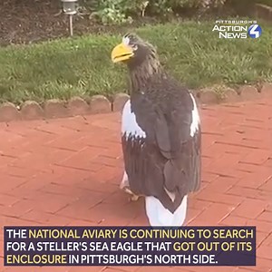 🦅 Please share! 🦅 The National Aviary is continuing to search for the Steller's sea eagle, Kodiak, that got out of its enclosure in Pittsburgh's North Side. Aviary officials ask that if you see the eagle, call them at 412-323-7235. https://on.wtae.com/3ic1XYX | WTAE-TV Pittsburgh