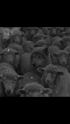 Lᴠ.sᴛɪᴄʜ 👑 on Instagram: "🐺"