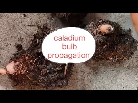 Caladium bulb propagation