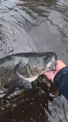 Tristans first ever cod. So proud of the little falla #codfishing