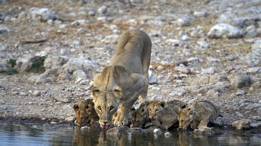 Auch seltene Tierarten bedrohte: Wildfeuer in Namibia zerstört ein Drittel des Etosha-Nationalparks
