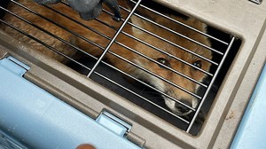 Fox caught on grounds of US Capitol tests positive for rabies