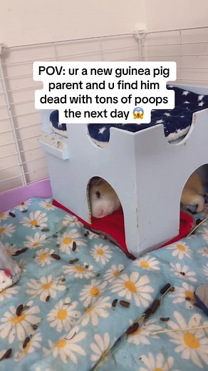 Guinea pigs sleep with their eyes open, and a single piggy poops up to 100 times a day! #guineapigsleeping #funnyguineapig #guineapig #guineapiglove #smallpets #guineapigsoftiktok #cavylove #coffindance