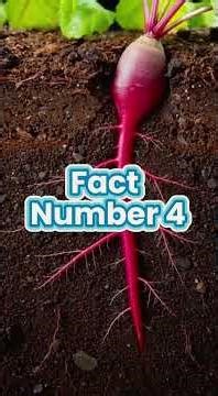 Beetroot Facts You Should Know Today #beetroot #farming #garden #plants #nature #shorts #vegetables