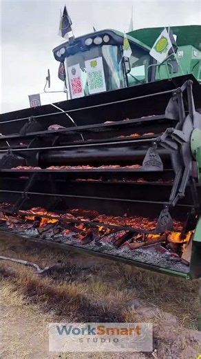 Chicken Barbecue Grilling by Skilled Pitmaster: The Slow Roasting and Fire Cooking Process