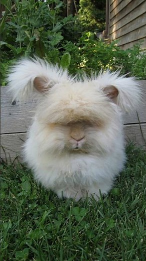 This Bunny Is Literally Bilnd From Its Own Fur! English Angora Rabbit