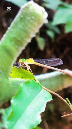 Dragonfly Catches and Eats a Small Insect | Incredible Nature Moment 🪲#dragonfly #viral #short