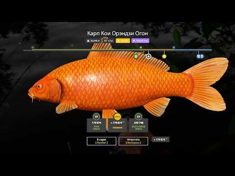 Проверка фарма серебра на Медном, Сомик Лосиное и Голавль Вьюнок. Русская рыбалка 4. РР 4.