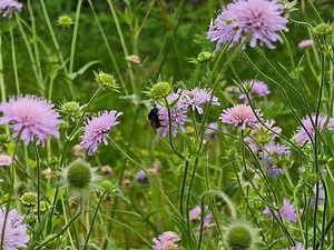 Explore the Medieval Herb Garden at Stafford Castle