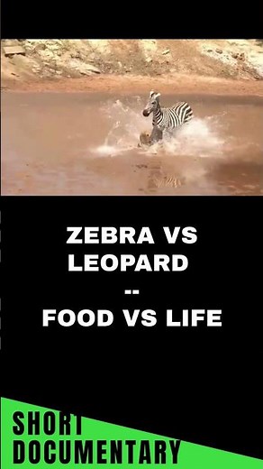 Zebra Mother vs Leopard - Battle for Survival