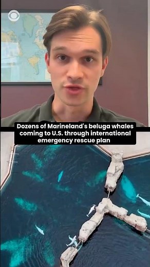 Dozens of Marineland's baluga whales coming to U.S. through global emergency rescue plan #shorts