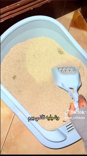 دليل مربي القطط المبتدئ: اختيار الرمل المناسب