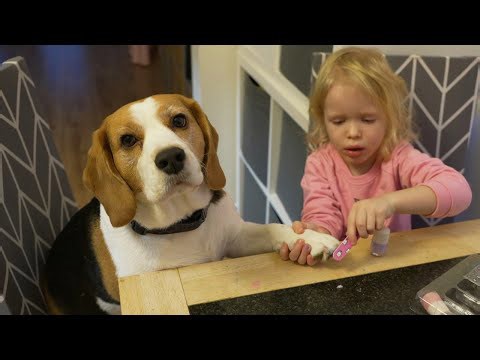 Cute Beagle Dog Waits Patiently Until Little Girl Finishes Decorating Her Nails