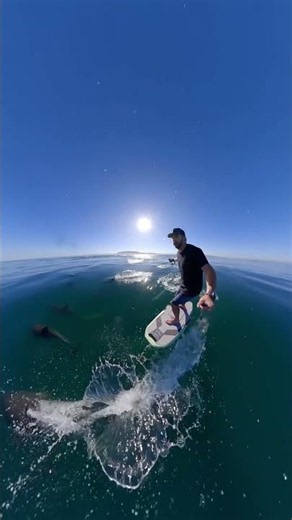 Foiling with a Pod of Dolphins 🎬 ‪@ChrisRogers‬ #GoPro