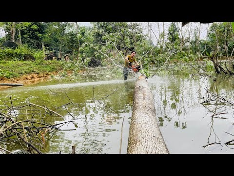 Agricultural vehicle transporting timber; girl specializing in logging giant trees.