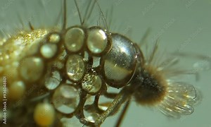 Close-up view of an insect, showcasing detailed features and textures.