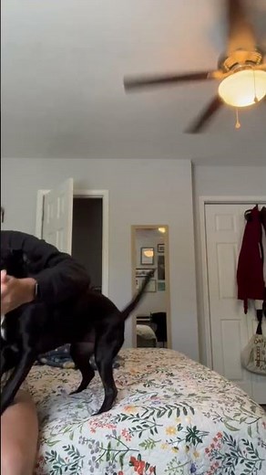 Guilty dogs are so funny 😂