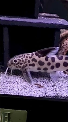 Cuckoo catfish (synodontis multipunctatus)