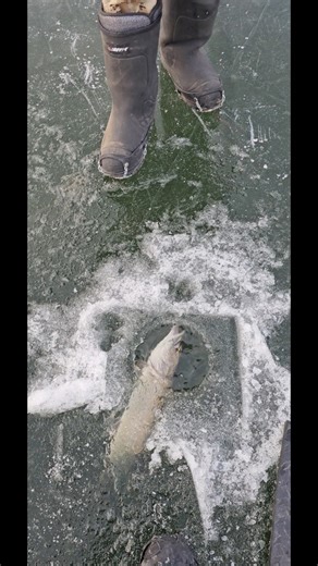 Ice Riggers popped‼️🧊🎣Team HT ClemenOutdoors #icefishing #outdoors #fishing #montanta | HT Enterprises Inc