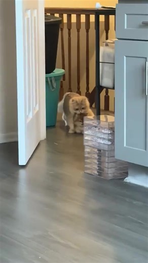 Kitten Chaos: The Distraction While Drinking Coffee