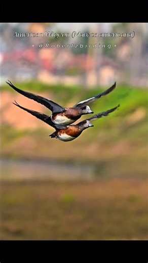 It's fun to watch American Wigeons taking ✈️ #Shorts #birdsinflight #americanwigeon #wildlife