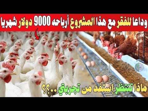 هذه تجربتي مع مشروع إنتاج البيض في الجزائر أحد أفضل المشاريع ربحا وبساطة ..؟