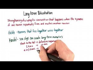 Long term potentiation - Intro to Psychology