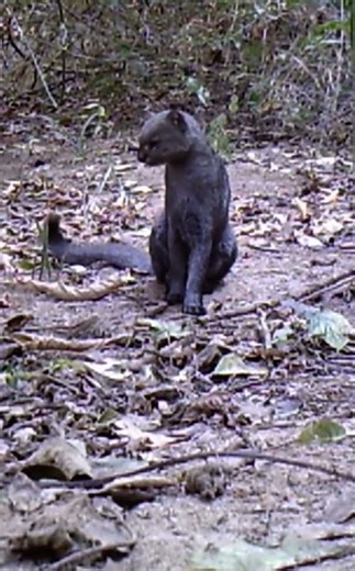 Jaguarundi bark and Chirp and meow