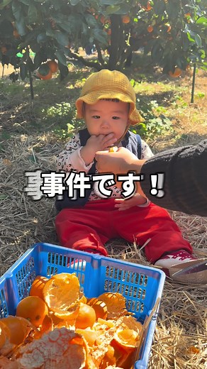 初めてのみかん狩り体験