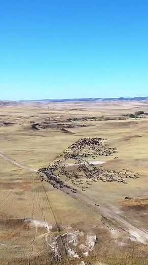 618K views · 7.1K reactions | Check out how the herd moves! This was before one of our roundups a few years ago. #Bison #BisonRanch #Ranch #Nature #Animals #Drone #SouthDakota #Prairie | 777 Bison Ranch | Facebook