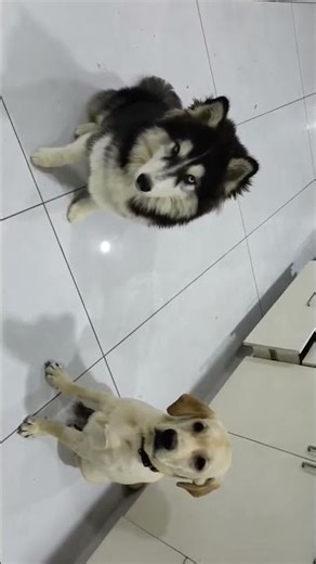 husky vs labrador #shorts #dog #viral #trending
