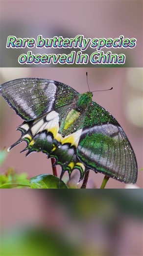 The rare Teinopalpus aureus butterfly, also known as the "queen of butterflies", has been observed by Chinese researchers in the southern province of Guangdong. Check it out... | China Xinhua Sci-Tech
