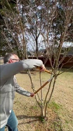 How to Prune Crape Myrtles