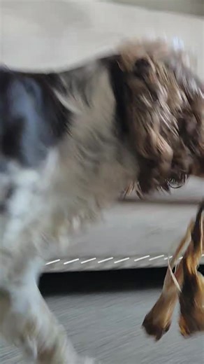 Dexter The Sprocker (@dexterthesprockerspaniel)’s videos with оригинальный звук - Animals Life