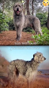 9.2K views · 107 reactions | Irish Wolfhound vs. Scottish Deerhound  #IrishWolfhound #ScottishDeerhound #OffLeashK9Training #fypシ゚ #foryoupageシ | Lehigh Valley Dog Trainers: Off Leash K9 Training | Facebook