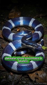 One of the World's Most Venomous Snakes: The Blue Krait (Details below 👇🏻)