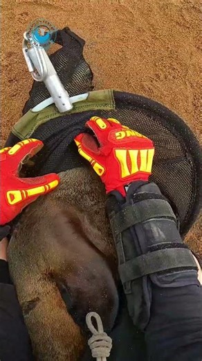 Seal Fights the Net Like a Wriggly Worm #shorts