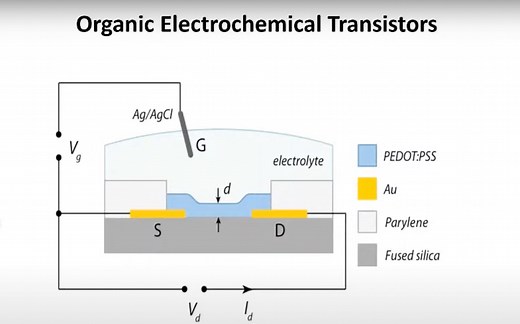 有机电化学晶体管OECT(Introduction to organic electrochemical transistors)GeorgeMalliaras