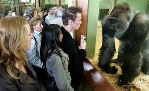 Bokito (gorilla) - Alchetron, The Free Social Encyclopedia