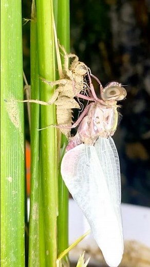 Dragonfly Molting Close-Up – Nature’s Magic Moment!