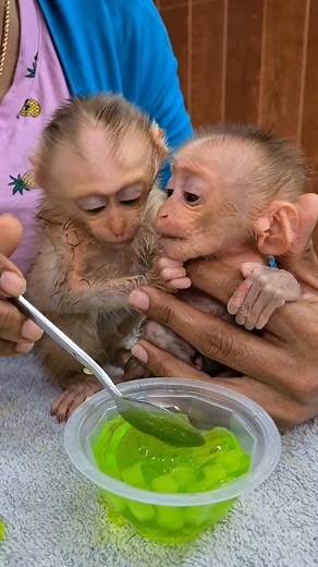 Good Idea Mommy For Feeding Twin Baby Monkey | Monkey TV