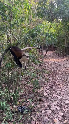 Discover the Latest Tech Magic with BalliBot Mogis