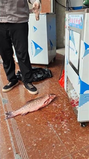 A must-have for kitchen beginners! This automatic fish scaler cleans fi#KitchenGadget #CookingHelper