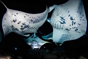 Kona Manta Ray Night Snorkel Tour | Kona Honu Divers