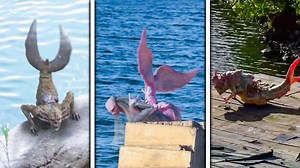 Real Mermaids Caught on Camera From The United States #mermaid #mermaids | Most Amazing Top 10