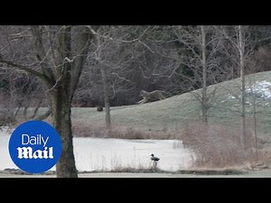 Playful coyote uses dog's ball to play fetch with himself - Daily Mail
