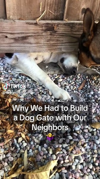 Dog Gate Collaboration with Neighbors | Heartwarming Friendship
